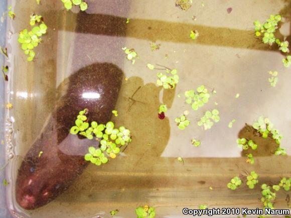 Three-toed Amphiuma (Amphiuma tridactylum)