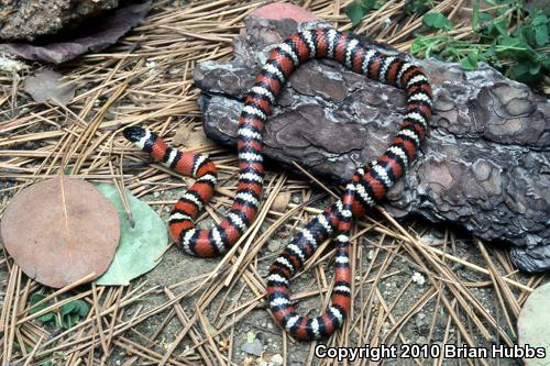 San Diego Mountain Kingsnake (Lampropeltis zonata pulchra)