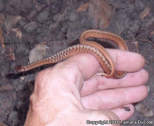 Marsh Brownsnake (Storeria dekayi limnetes)