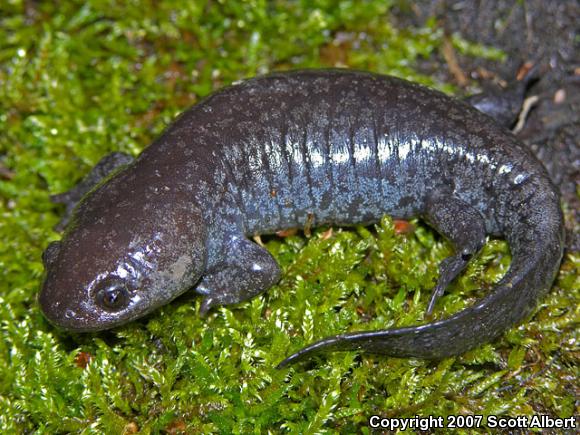 Mole Salamander (Ambystoma talpoideum)