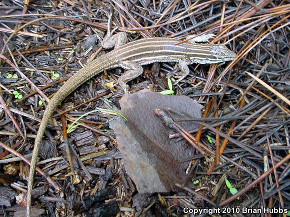 Desert Grassland Whiptail (Aspidoscelis uniparens)