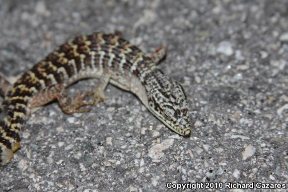 San Diego Alligator Lizard (Elgaria multicarinata webbii)