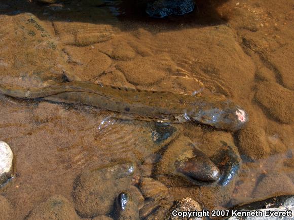 Eastern Hellbender (Cryptobranchus alleganiensis alleganiensis)