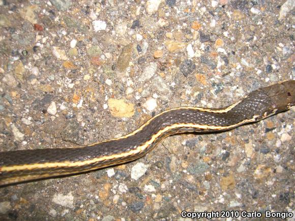 California Striped Racer (Coluber lateralis lateralis)