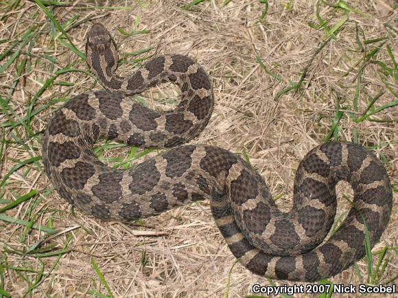 Eastern Massasauga (Sistrurus catenatus catenatus)