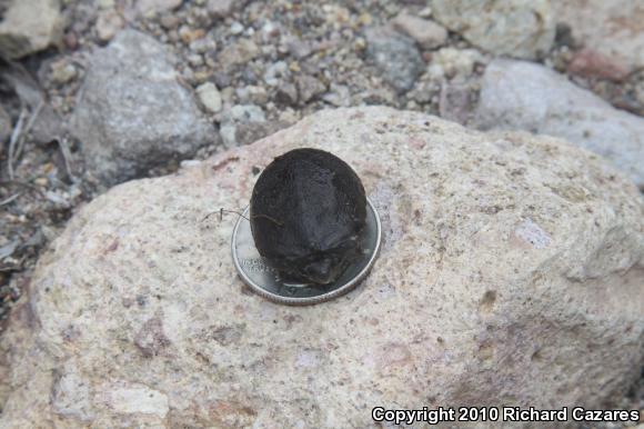 Sonoran Mud Turtle (Kinosternon sonoriense)