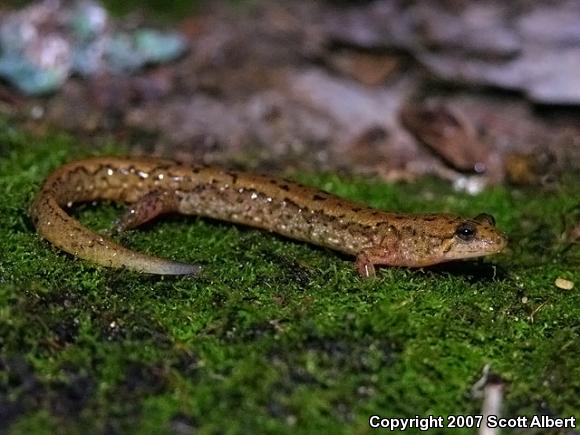 Spotted Dusky Salamander (Desmognathus conanti)