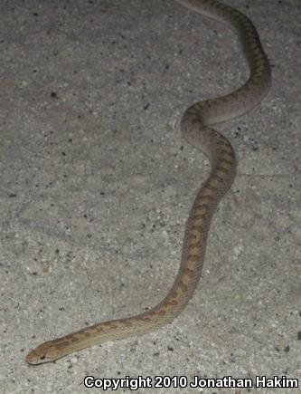 Desert Glossy Snake (Arizona elegans eburnata)