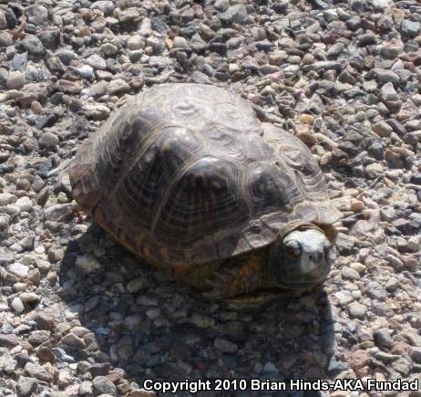 Desert Box Turtle (Terrapene ornata luteola)