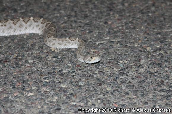 Western Diamond-backed Rattlesnake (Crotalus atrox)