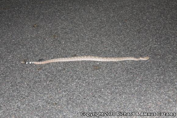 Western Diamond-backed Rattlesnake (Crotalus atrox)