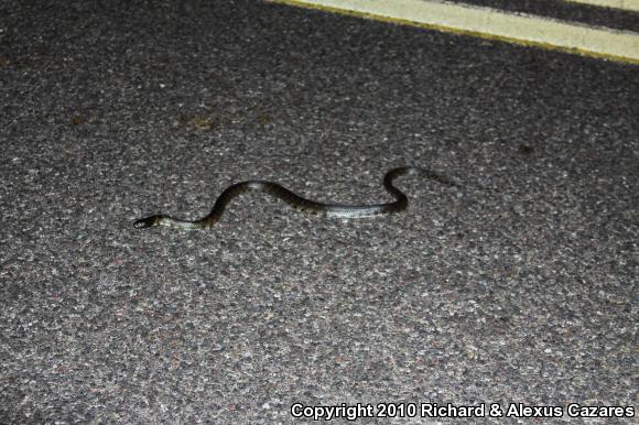 Desert Kingsnake (Lampropeltis getula splendida)