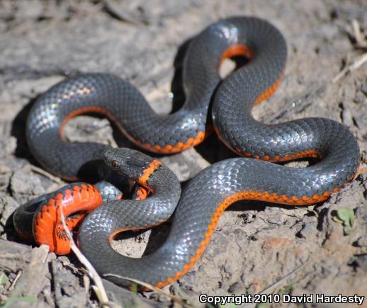 Ring-necked Snake (Diadophis punctatus)