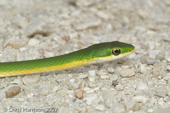 Florida Rough Greensnake (Opheodrys aestivus carinatus)