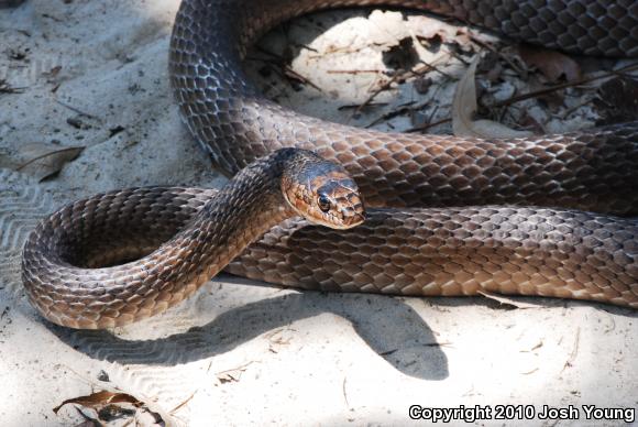 Eastern Coachwhip (Coluber flagellum flagellum)