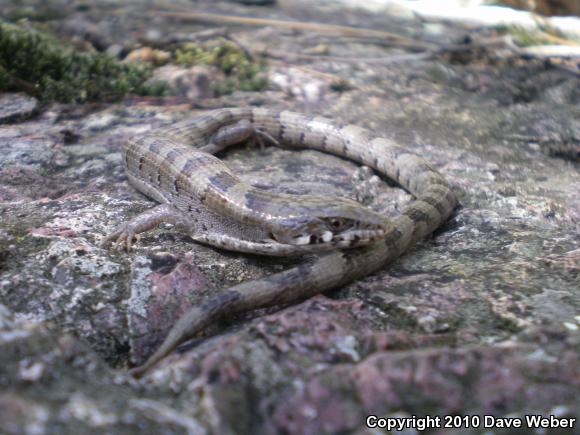 Madrean Alligator Lizard (Elgaria kingii)