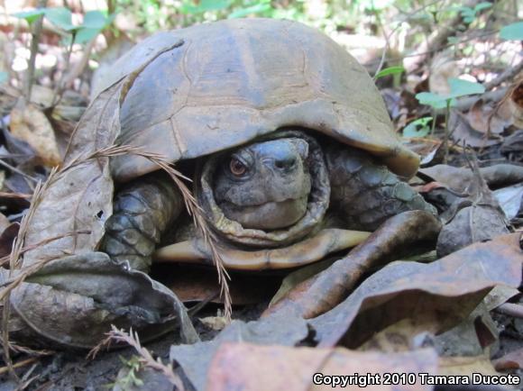 Gulf Coast Box Turtle (Terrapene carolina major)