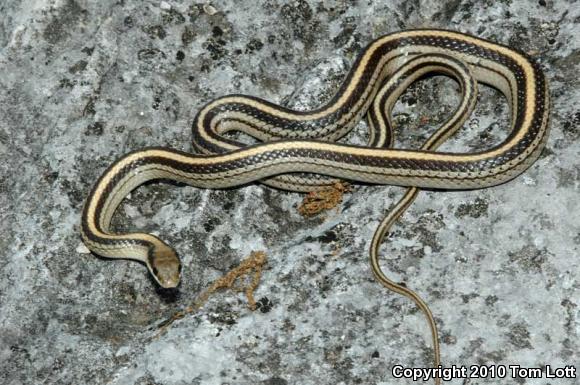 Texas Patch-nosed Snake (Salvadora grahamiae lineata)