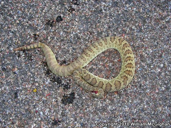 Mohave Rattlesnake (Crotalus scutulatus scutulatus)