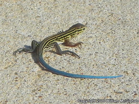 Prairie Racerunner (Aspidoscelis sexlineata viridis)