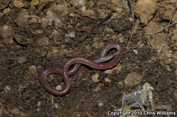 Texas Threadsnake (Leptotyphlops dulcis)