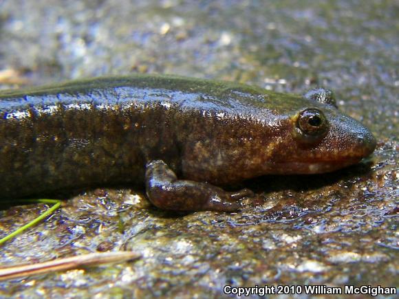 Black-bellied Salamander (Desmognathus quadramaculatus)