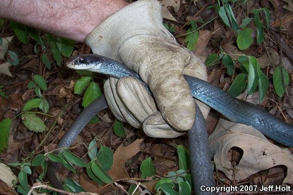 Black-masked Racer (Coluber constrictor latrunculus)