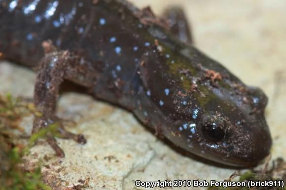 Jefferson Salamander (Ambystoma jeffersonianum)