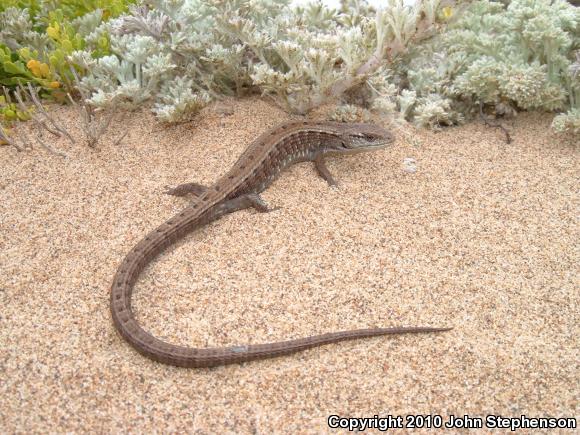 San Francisco Alligator Lizard (Elgaria coerulea coerulea)