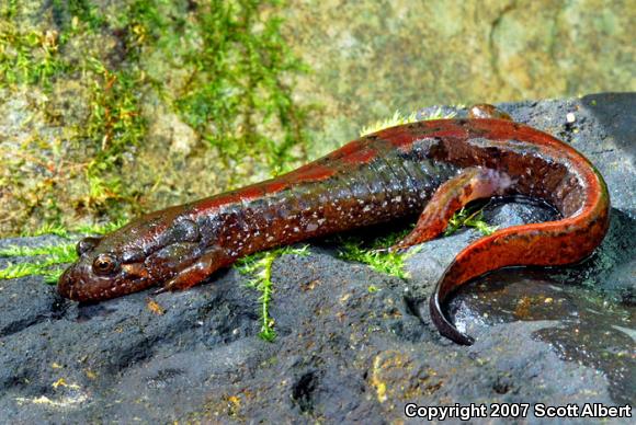 Spotted Dusky Salamander (Desmognathus conanti)