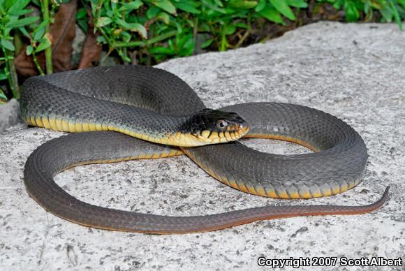 Yellow-bellied Watersnake (Nerodia erythrogaster flavigaster)