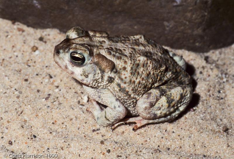 SouthWestern Woodhouse's Toad (Anaxyrus woodhousii australis)