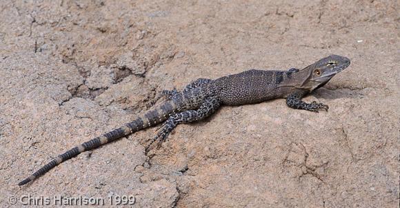 Sonoran Spiny-tailed Iguana (Ctenosaura macrolopha)