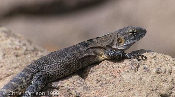 Sonoran Spiny-tailed Iguana (Ctenosaura macrolopha)