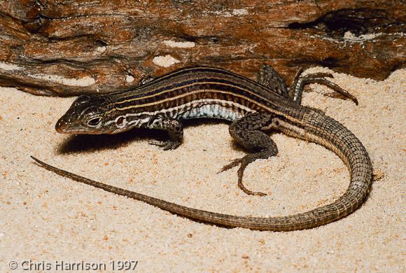 Texas Spotted Whiptail (Aspidoscelis Gularis Gularis)