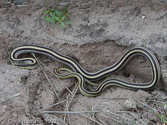 Texas Patch-nosed Snake (Salvadora Grahamiae Lineata)