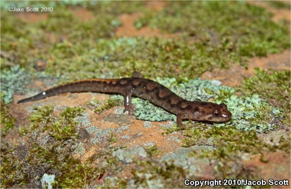 Imitator Salamander (Desmognathus imitator)