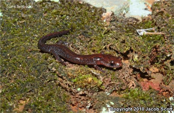 Southern Zigzag Salamander (Plethodon ventralis)