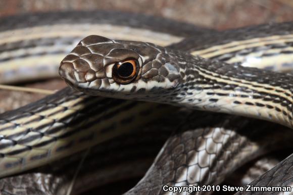 Desert Striped Whipsnake (Coluber taeniatus taeniatus)