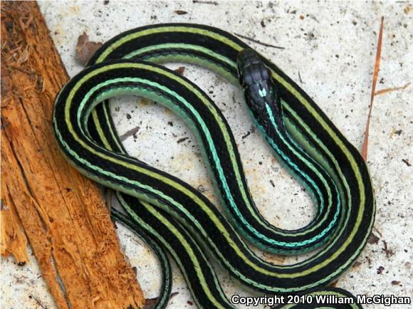 Orange-striped Ribbonsnake (Thamnophis proximus proximus)