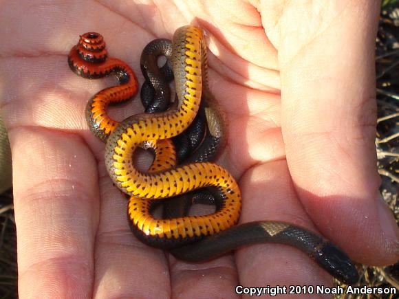 San Diego Ring-necked Snake (Diadophis punctatus similis)