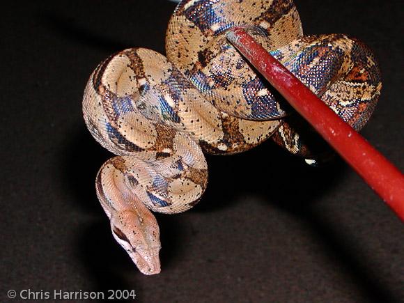 Mexican Boa Constrictor (Boa constrictor imperator)