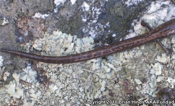 San Gabriel Mountains Slender Salamander (Batrachoseps gabrieli)