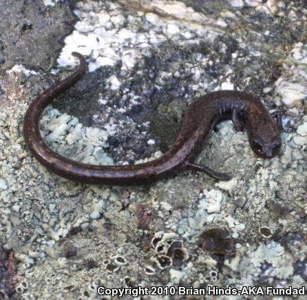 San Gabriel Mountains Slender Salamander (Batrachoseps gabrieli)