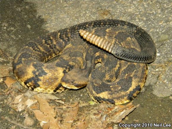 Timber Rattlesnake (Crotalus horridus)