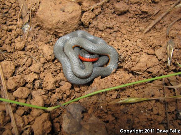 Northwestern Ring-necked Snake (Diadophis punctatus occidentalis)