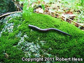 Black-bellied Slender Salamander (Batrachoseps nigriventris)