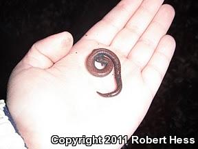 Black-bellied Slender Salamander (Batrachoseps nigriventris)