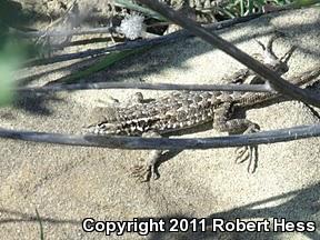 Western Side-blotched Lizard (Uta stansburiana elegans)