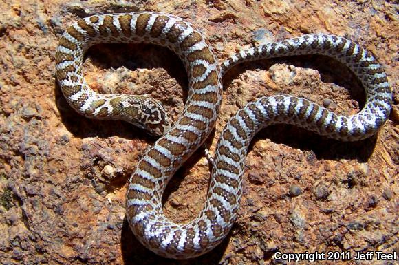 Painted Desert Glossy Snake (Arizona elegans philipi)